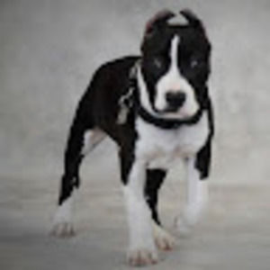 Meet your Posher, Charlotte